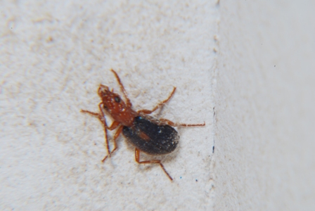 Carabidae: Brachinus sclopeta